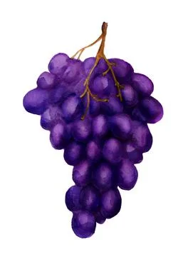 Dark grape Stock Illustration