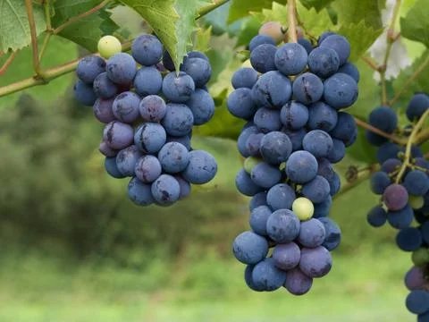 Dark grapes closeup 스톡 사진