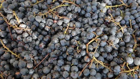 Dark grapes before the juice is pressed for wine, many blue grapes Stock Footage 219329623