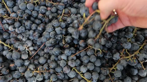 Dark grapes before the juice is pressed for wine, many blue grapes Stock Footage 219329629