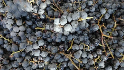 Dark grapes before the juice is pressed for wine, many blue grapes Stock Footage 219329631