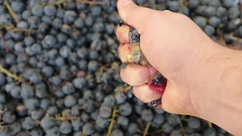 Dark grapes before the juice is pressed for wine, many blue grapes Stock Footage 219329694