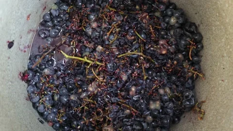 Dark grapes before the juice is pressed for wine, many blue grapes Stock Footage 219329697
