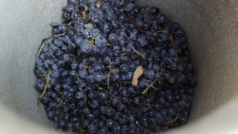 Dark grapes before the juice is pressed for wine, many blue grapes Stock Footage 219329704