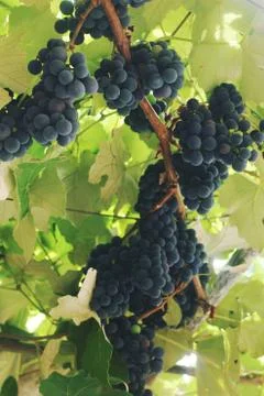 Dark grapes Stock Photos