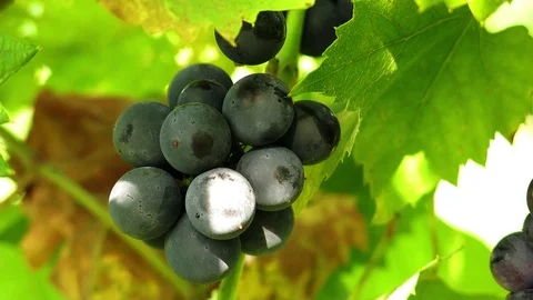 Dark grapes in the sun. Fruit and grape leaves. Close up. Stock Footage 70923472