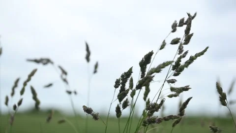 Dark Grass Blades Moving in the Wind Видео 337038059