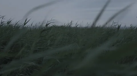 Dark grass landscape windy day Stock Footage 66655162