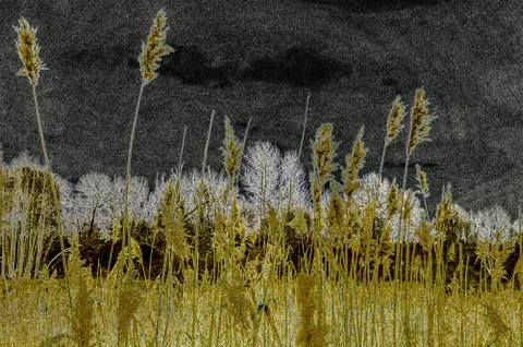  Dark grass Foto stock