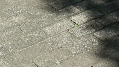Dark gray brick sidewalk with an abstract background pattern of tree shadows Stock Footage 330281217