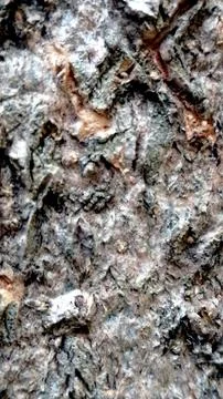 Dark Gray Brown Mossy Tree Bark Seamless Texture Rough Nature Background Stock Photos