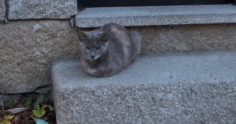 Dark gray burmese cat resting on stone doorstep Stock Footage 132195599