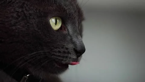 A dark gray cat. Stock video Stock Footage 249816445