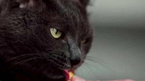 A dark gray cat. Stock video Stock Footage 249816456