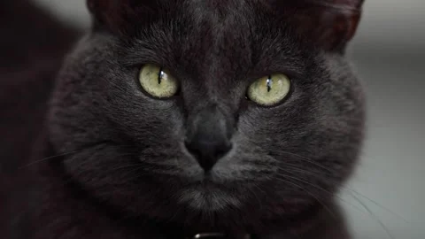A dark gray cat. Stock video Stock Footage 249816458