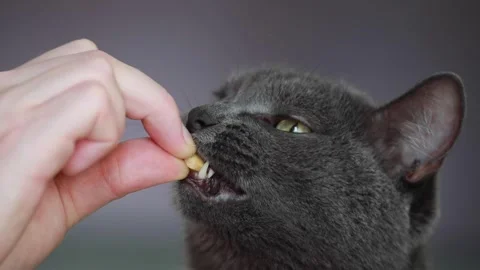 A dark gray cat. Stock video Stock Footage 249816508