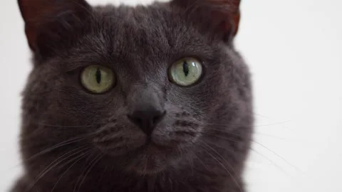 A dark gray cat. Stock video Stock Footage 249816514