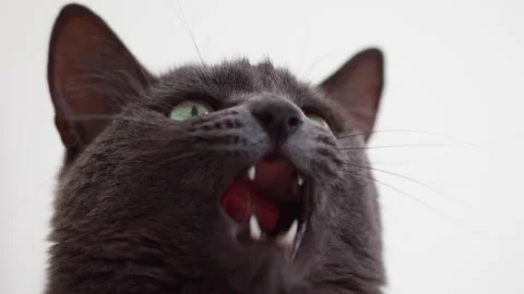 A dark gray cat. Stock video Stock Footage 249816558