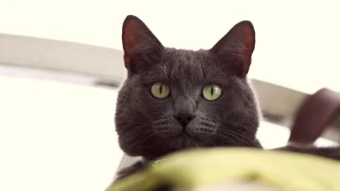 A dark gray cat. Stock video Stock Footage 249816568
