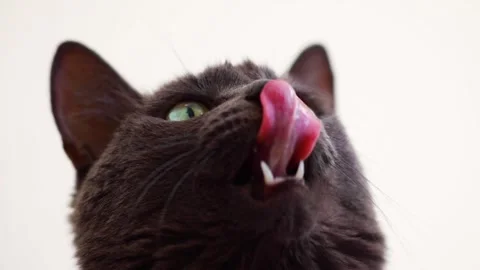 A dark gray cat. Stock video Stock Footage 249816580