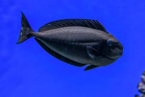 Dark gray fish Stock Photos
