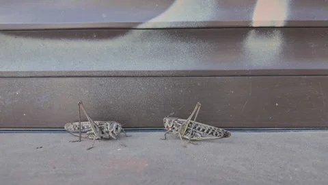 Dark gray grasshoppers with long wings sitting opposite each other. Grasshopper Vidéo 337911106