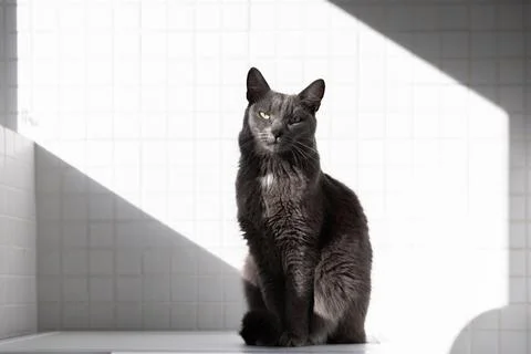 A dark gray in the light and shadow Stock Photos
