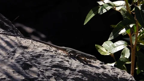 Dark Gray Lizard with Spots Crawling and Jumping along Rocks on Sunny Day in Stock Footage 124543941
