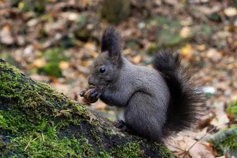 A dark gray or black squirrel holds nut or grain in its paws,process of eatin Stock Photos