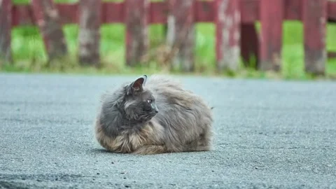 A dark gray stray cat rests on a paved sidewalk. Stock Footage 157805439