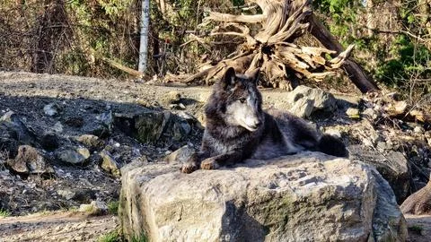 Dark gray wolf wachend lying on a stone in the forest Stock Photos