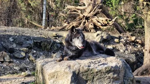 Dark gray wolf wachend lying on a stone in the forest Stock Photos