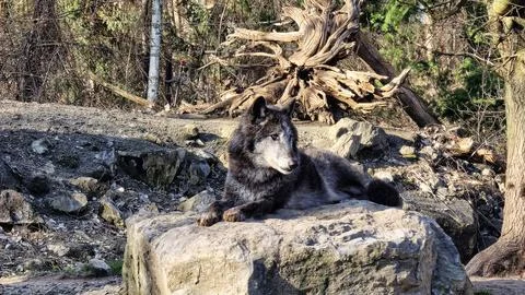 Dark gray wolf wachend lying on a stone in the forest Foto stock