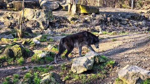 Dark gray wolf walking in the stone forest Stock Photos