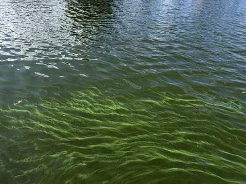 Dark green algae bloom covering river surface with rippling water, foam Stock Photos
