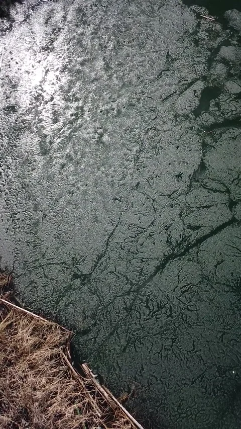 Dark green algae cover still water Stock Footage 347499342