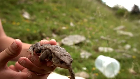 Dark green and black toad jumping Stock Footage 129386529