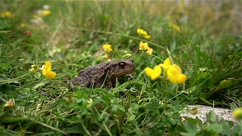 Dark green and black toad Stock Footage 129386535