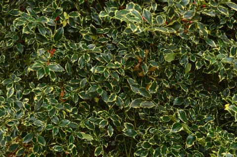Dark green and yellow pattern on leaves of a bush Stock Photos
