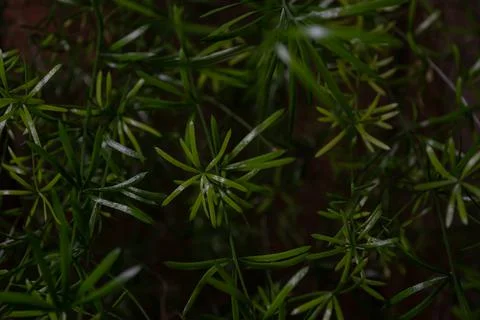 Dark green background of fresh thin leaves of asparagus fern's. (Asparagus ae Stock Photos