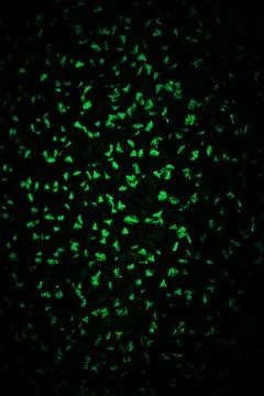 Dark green background texture backdrop for design Stock Photos