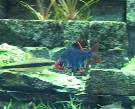 Dark green barb Stock Footage 418880