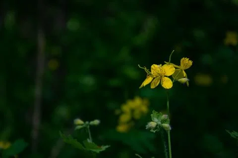 Dark green blurred forest background Delicate yellow flowers of celandine. Stock Photos