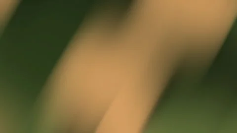 Dark green blurry Suitable for backgrounds Stock Footage 320296196