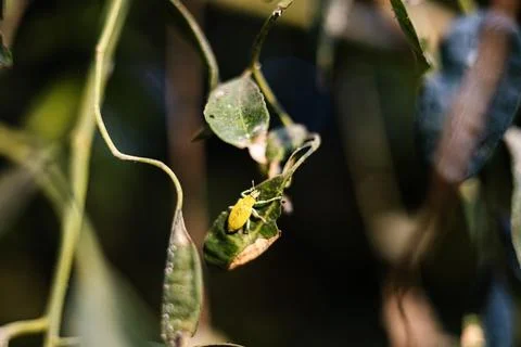 Dark Green Bug Stock Photos