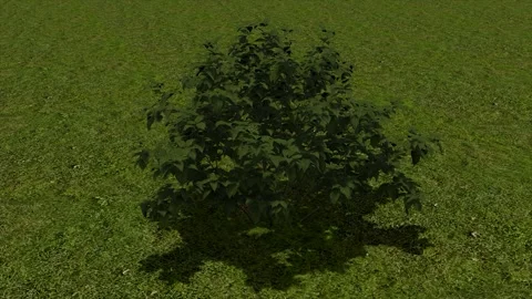 Dark Green Bush On Grass 3D Render Asset Stock Footage 346445046