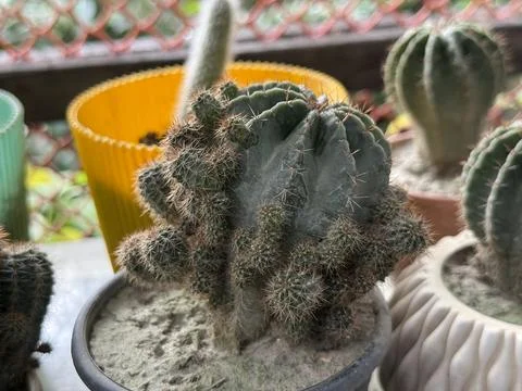 Dark green cactus with many small growths thrives in a pot indoors Foto stock