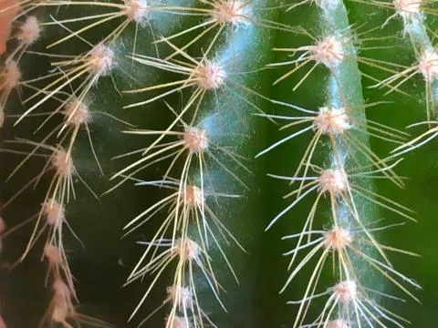 Dark green cactus Stock Photos
