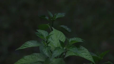 Dark green chilli pepper plant leaves moving in wind Stock Footage 280170369