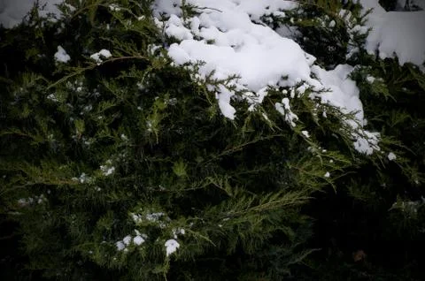 Dark green dramatic background with thuja covered by snow Stock Photos